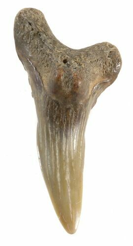 Hemipristis Shark Lower Anterior Tooth - Maryland #42584